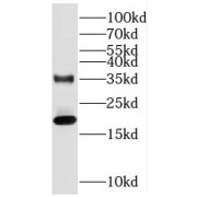 WB analysis of HeLa cells, using SUB1 antibody (1/1000 dilution).