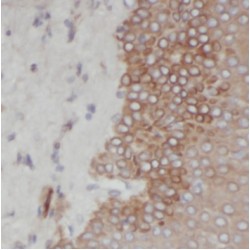 Sulfatase 2 (SULF2) Antibody