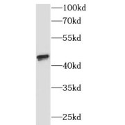 WB analysis of mouse liver tissue, using SUMF1 antibody (1/1000 dilution).