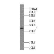 WB analysis of HeLa cells, using SURF2 antibody (1/1000 dilution).