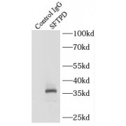IP analysis of mouse lung tissue lysate (2800 µg), using Surfactant protein D antibody (3 µg, detection: 1/300 dilution).