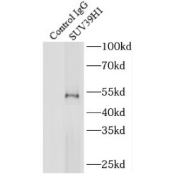 Suppressor of Variegation 3-9 Homolog 1 (SUV39H1) Antibody