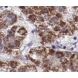 Synaptotagmin-1 (Syt1) Antibody