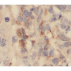 Synaptotagmin-4 (Syt4) Antibody