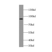 WB analysis of HeLa cells, using Syntabulin antibody (1/500 dilution).