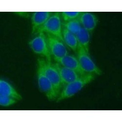 Syntaxin 17 (STX17) Antibody