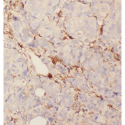 Synaptotagmin Like 4 (SYTL4) Antibody