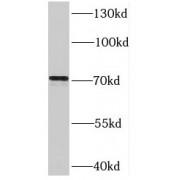 WB analysis of HEK-293 cells, using SYVN1 antibody (1/1000 dilution).