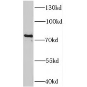 WB analysis of L02 cells, using TAB2 antibody (1/2000 dilution).