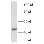 abx238471