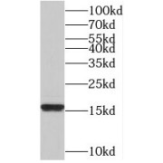 WB analysis of mouse testis tissue, using TAF13 antibody (1/600 dilution).