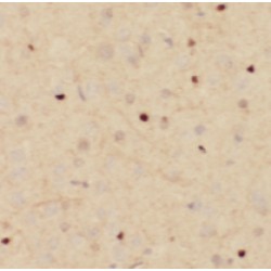 TAF1-Specific Antibody