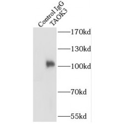 Serine/threonine-Protein Kinase TAO3 (TAOK3) Antibody