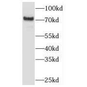 WB analysis of HepG2 cells, using TBC1D23 antibody (1/500 dilution).