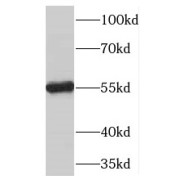 WB analysis of HeLa cells, using TBX15 antibody (1/600 dilution).