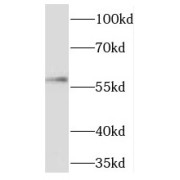 WB analysis of HeLa cells, using TBX5 antibody (1/300 dilution).