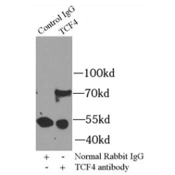 Transcription Factor 4 (TCF4) Antibody