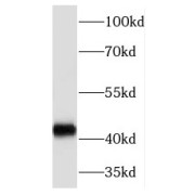 WB analysis of mouse thymus tissue, using TCF7 antibody (1/600 dilution).