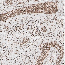 Transcription Factor 7 Like 1 (TCF7L1) Antibody