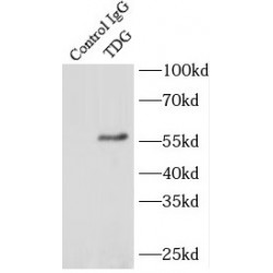 Thymine DNA Glycosylase (TDG) Antibody