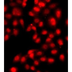 Transcriptional Enhancer Factor TEF-5 (TEAD3) Antibody