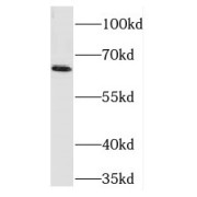 WB analysis of BGC-823 cells, using TEAD4 antibody (1/1500 dilution).