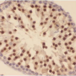 Testis Expressed 13A (TEX13A) Antibody