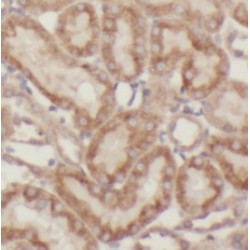 Transcription Factor A, Mitochondrial (TFAM) Antibody