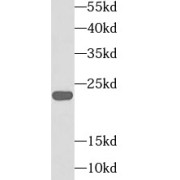 WB analysis of HEK-293 cells, using TFAM antibody (1/1000 dilution).