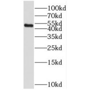 WB analysis of mouse testis tissue, using TFB2M antibody (1/600 dilution).