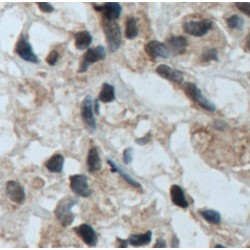 Transcription Factor Binding To IGHM Enhancer 3 (TFE3) Antibody