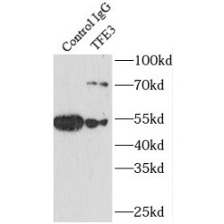 Transcription Factor Binding To IGHM Enhancer 3 (TFE3) Antibody