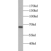 WB analysis of Jurkat cells, using TFEB antibody (1/1000 dilution).