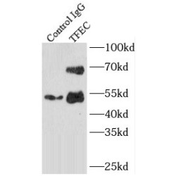 Transcription Factor EC (TFEC) Antibody