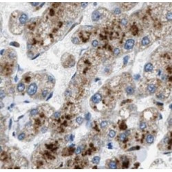 Trefoil Factor 2 (TFF2) Antibody