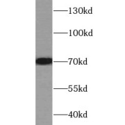 WB analysis of HeLa cells, using TGFBI antibody (1/600 dilution).