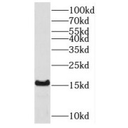 WB analysis of HeLa cells, using THEM2 antibody (1/500 dilution).