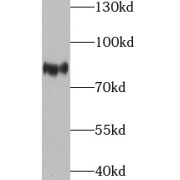 WB analysis of HEK-293 cells, using THOC1 antibody (1/1000 dilution).