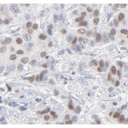 THO Complex 5 (THOC5) Antibody