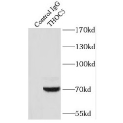 THO Complex 5 (THOC5) Antibody