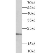 WB analysis of HeLa cells, using TIMM17A antibody (1/1000 dilution).