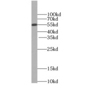 WB analysis of mouse small intestine tissue, using TINAG-Specific antibody (1/500 dilution).