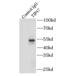 Perilipin 3 (PLIN3) Antibody