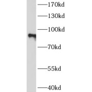 WB analysis of Jurkat cells, using TLE1 antibody (1/1000 dilution).