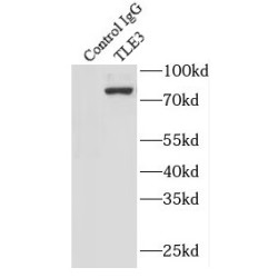 Transducin-Like Enhancer Protein 3 (TLE3) Antibody