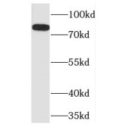 WB analysis of HepG2 cells, using TLE3 antibody (1/400 dilution).