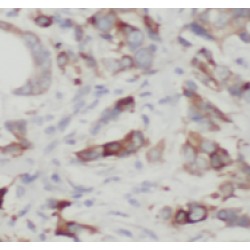 Transducin-Like Enhancer Protein 3 (TLE3) Antibody