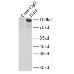 Transducin-Like Enhancer Protein 3 (TLE3) Antibody