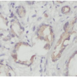 Delta(14)-Sterol Reductase TM7SF2 (TM7SF2) Antibody