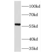 WB analysis of human lung tissue, using TM7SF2 antibody (1/400 dilution).